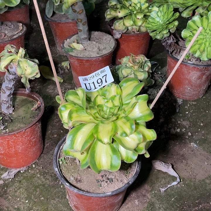 197爆君多肉植物