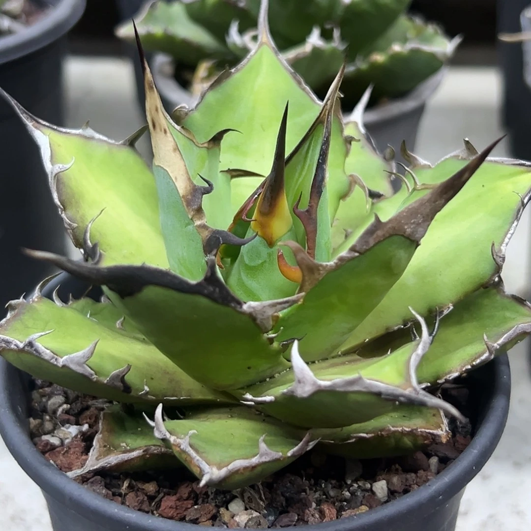 黑帝斯一物一拍偏远不包邮不退不换