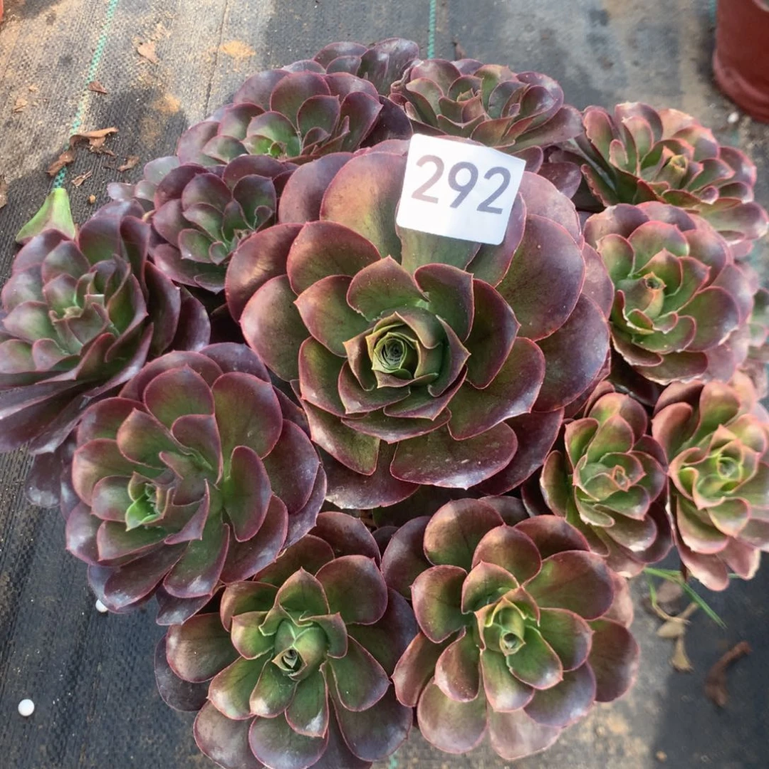 292玫瑰多多肉植物
