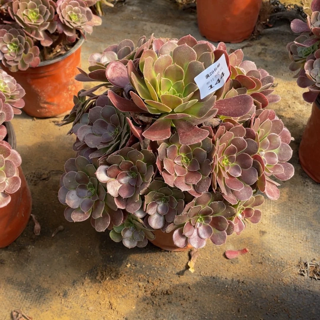 144荷兰法师多肉断枝不包