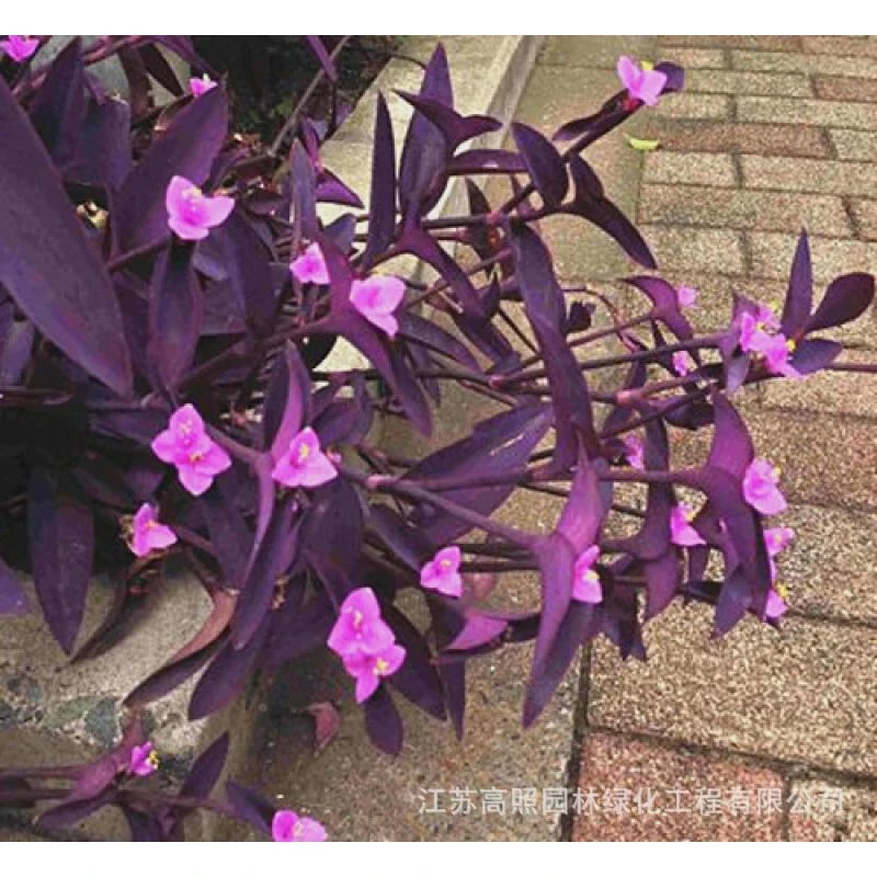 室内阳台花园盆栽紫罗兰鸭跖草吊兰垂吊紫叶草紫竹梅紫色