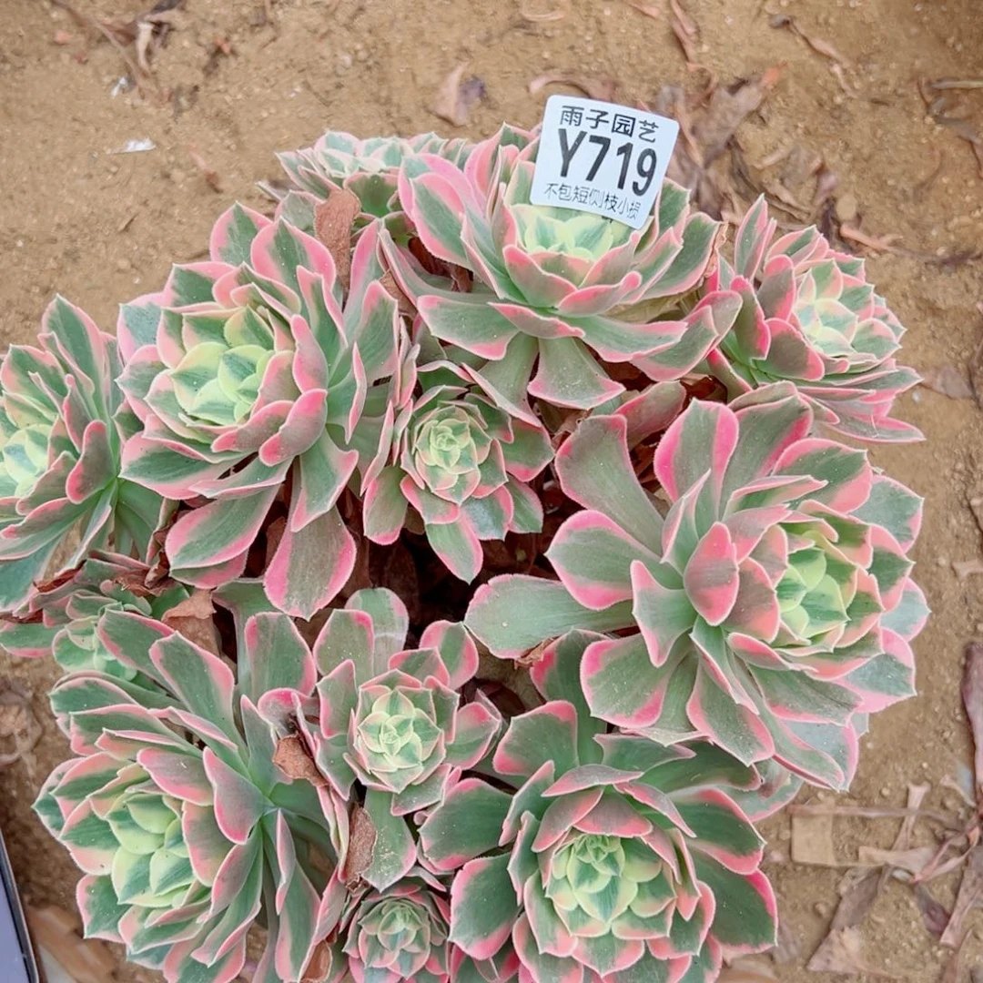 719粉女妖尺寸28左右