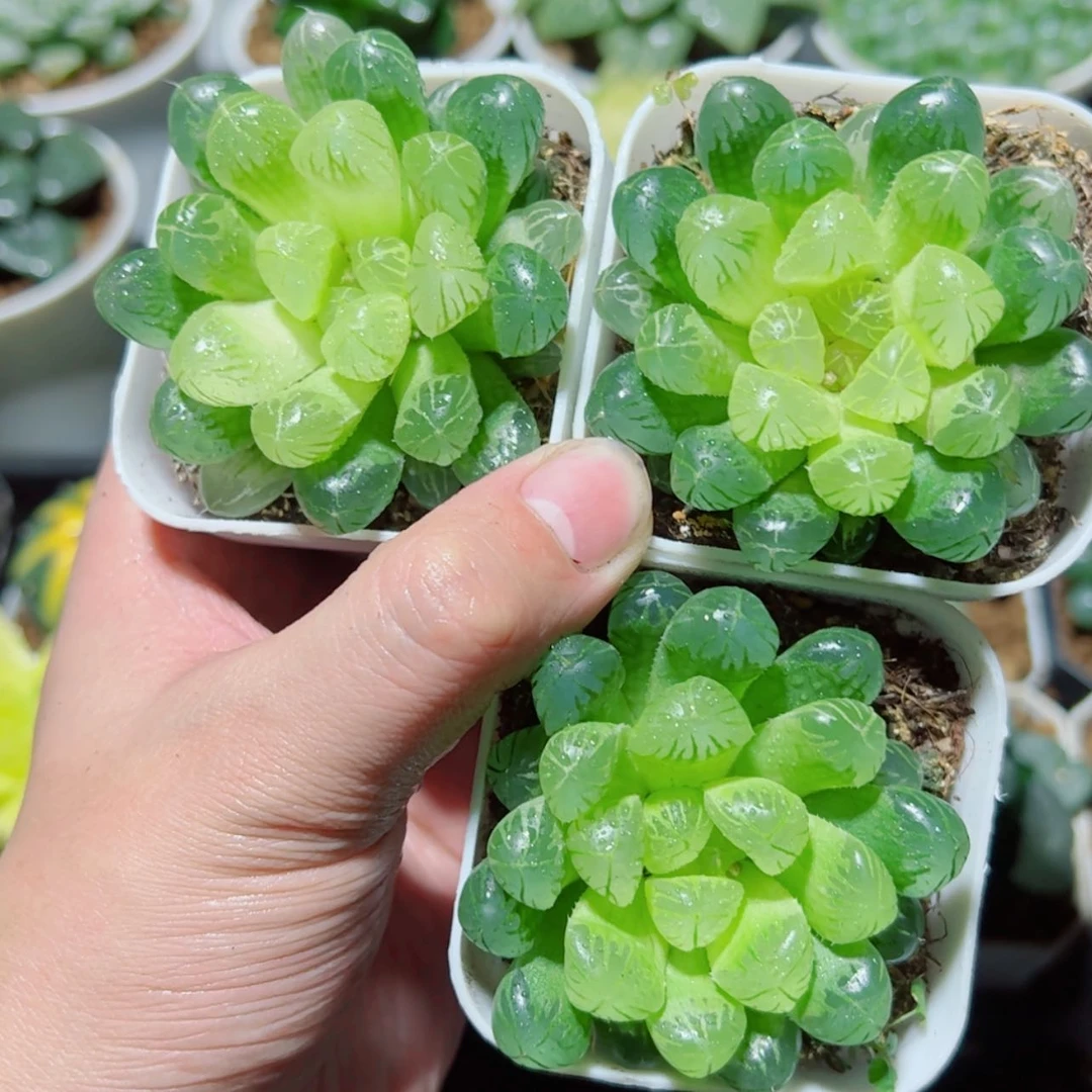 【闪购商品】琥珀玉露