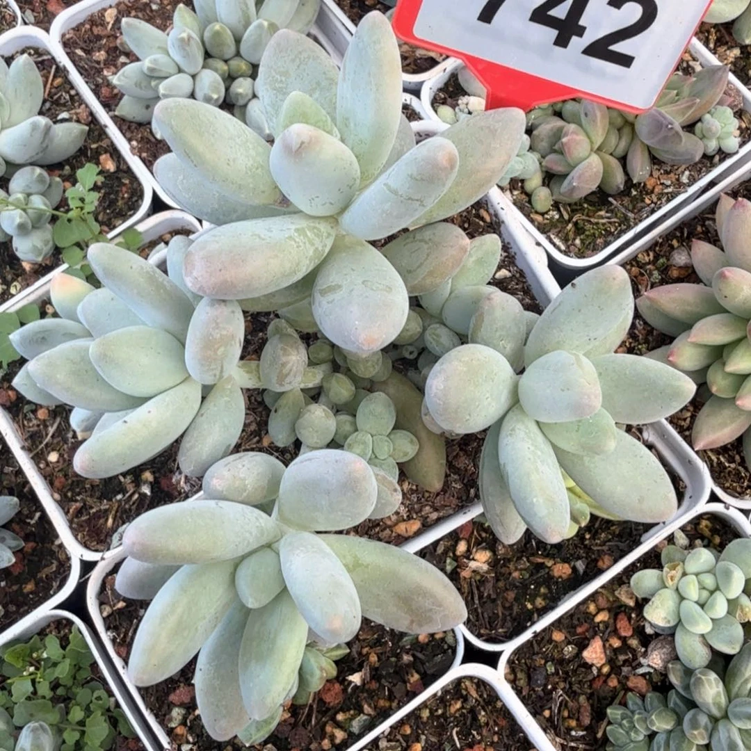 白兰地多肉植物742