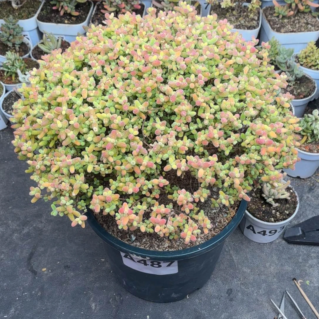 A487蜜橘糖球枝干