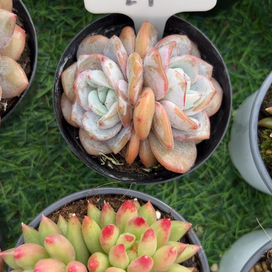 奶盖多肉植物保护