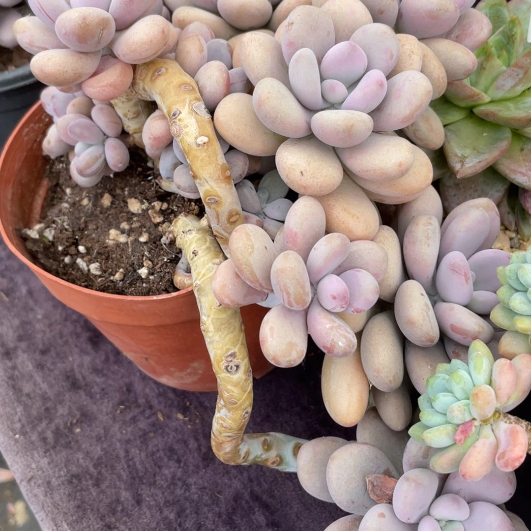 红***鱼桃蛋群生多肉植物一物一拍