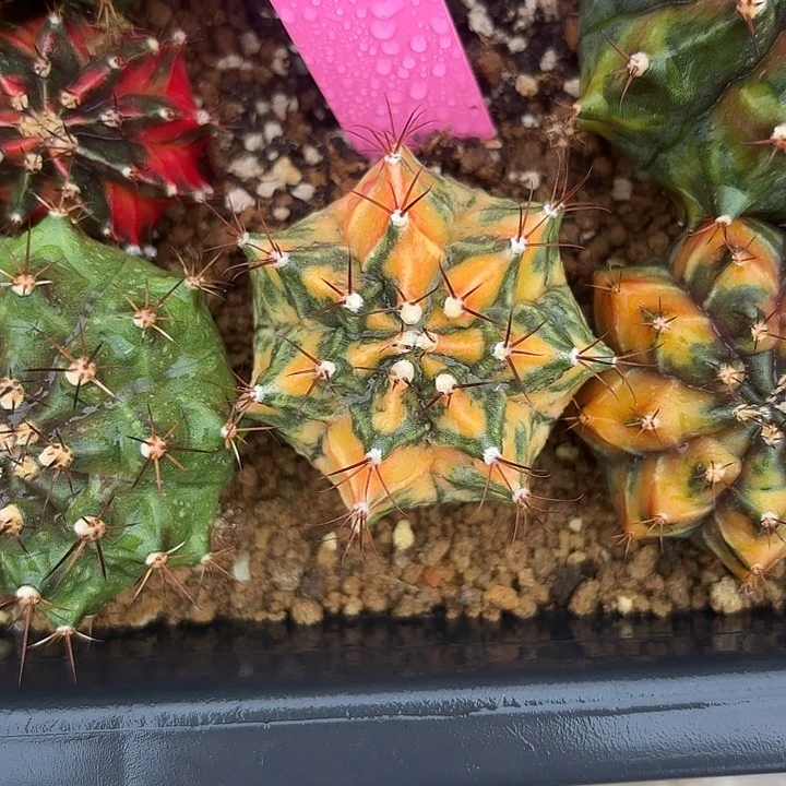 502-0727泰国发货