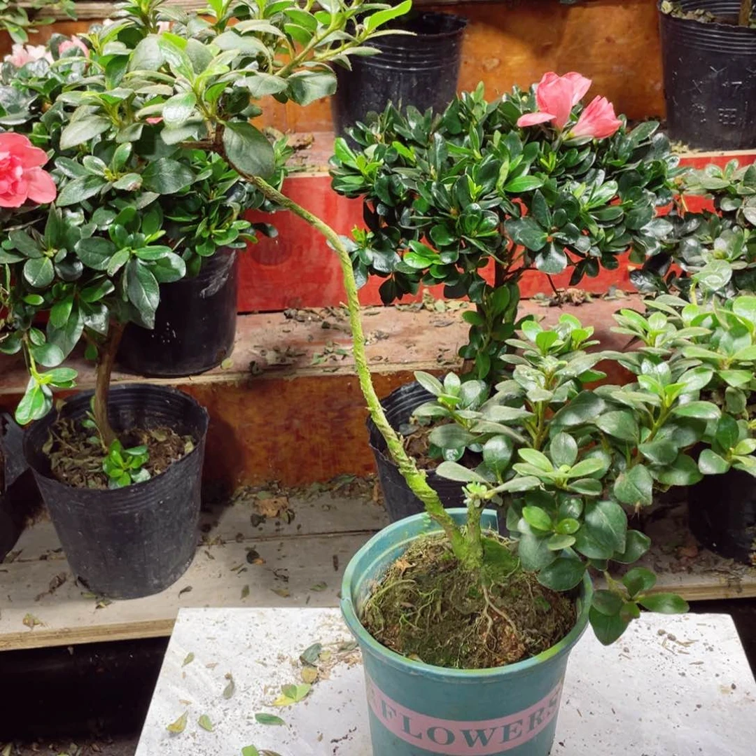 无花朵前****猪若惠杜鹃11