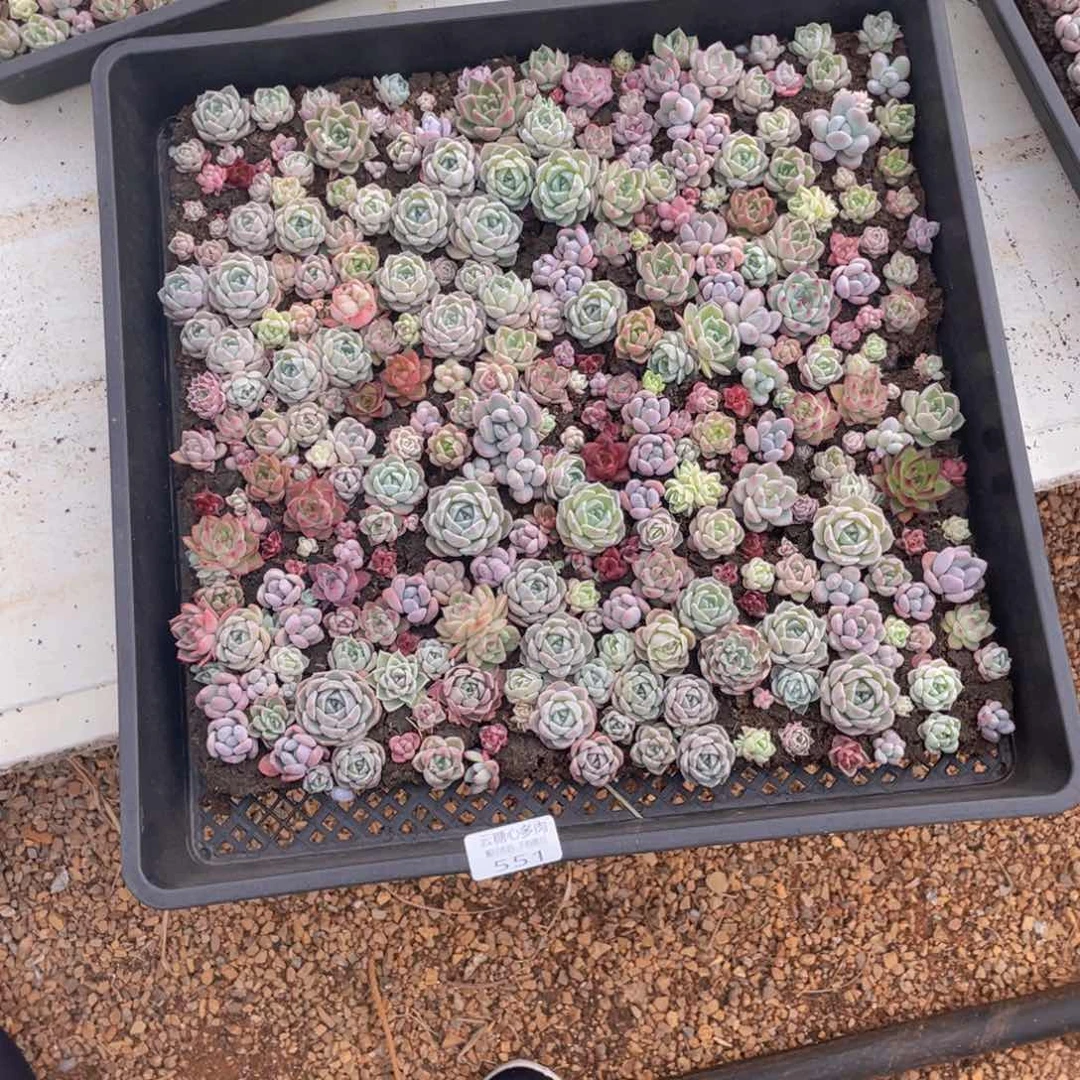 美****?云糖心多肉植物551