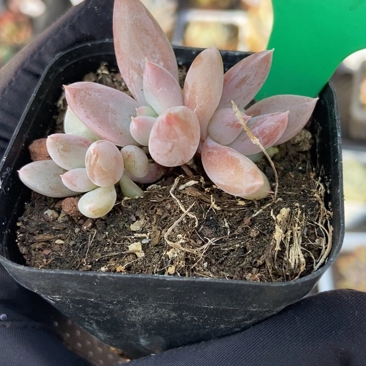 1001哥特多肉植物保护