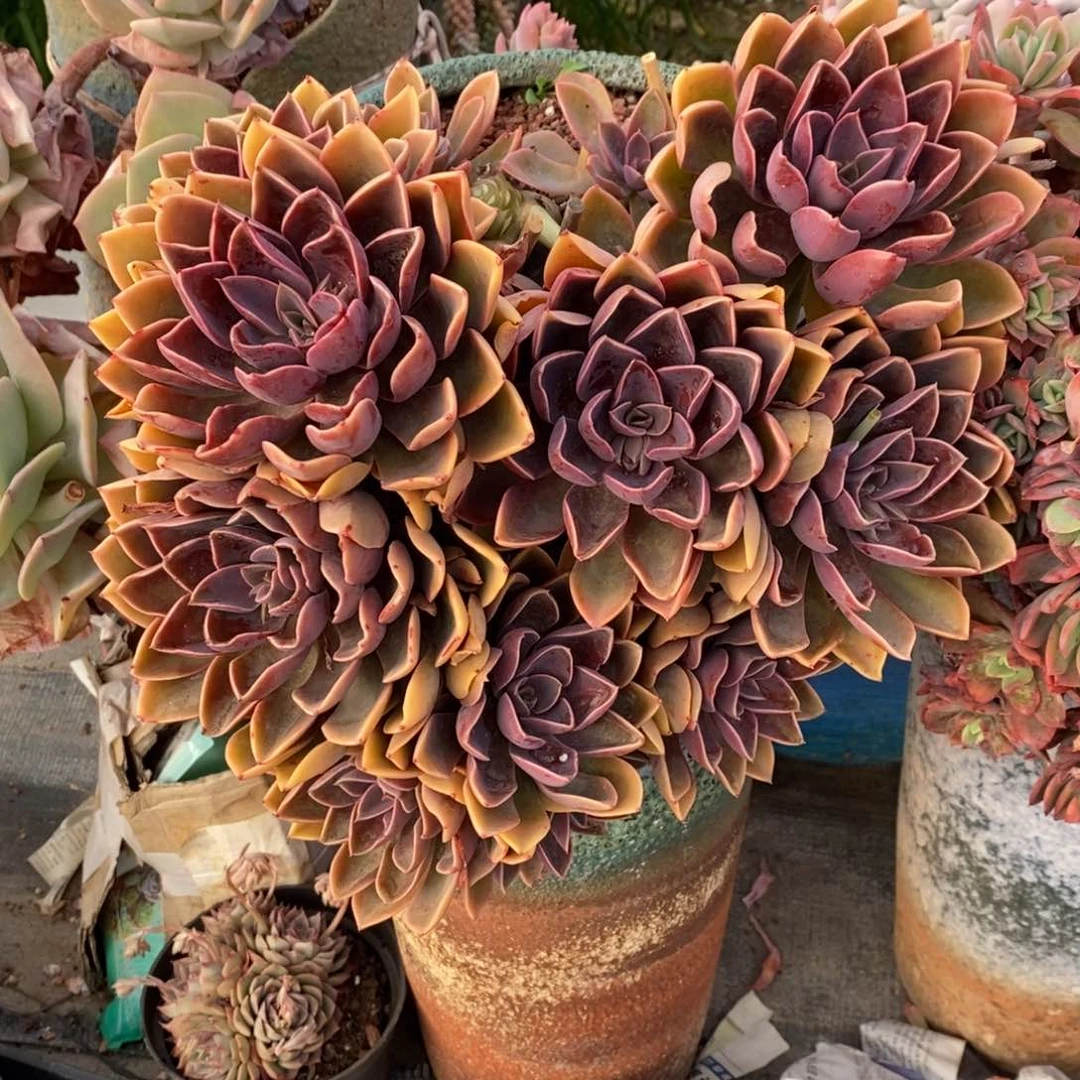 梅*鹏梅爱鹏紫气东来多肉植物