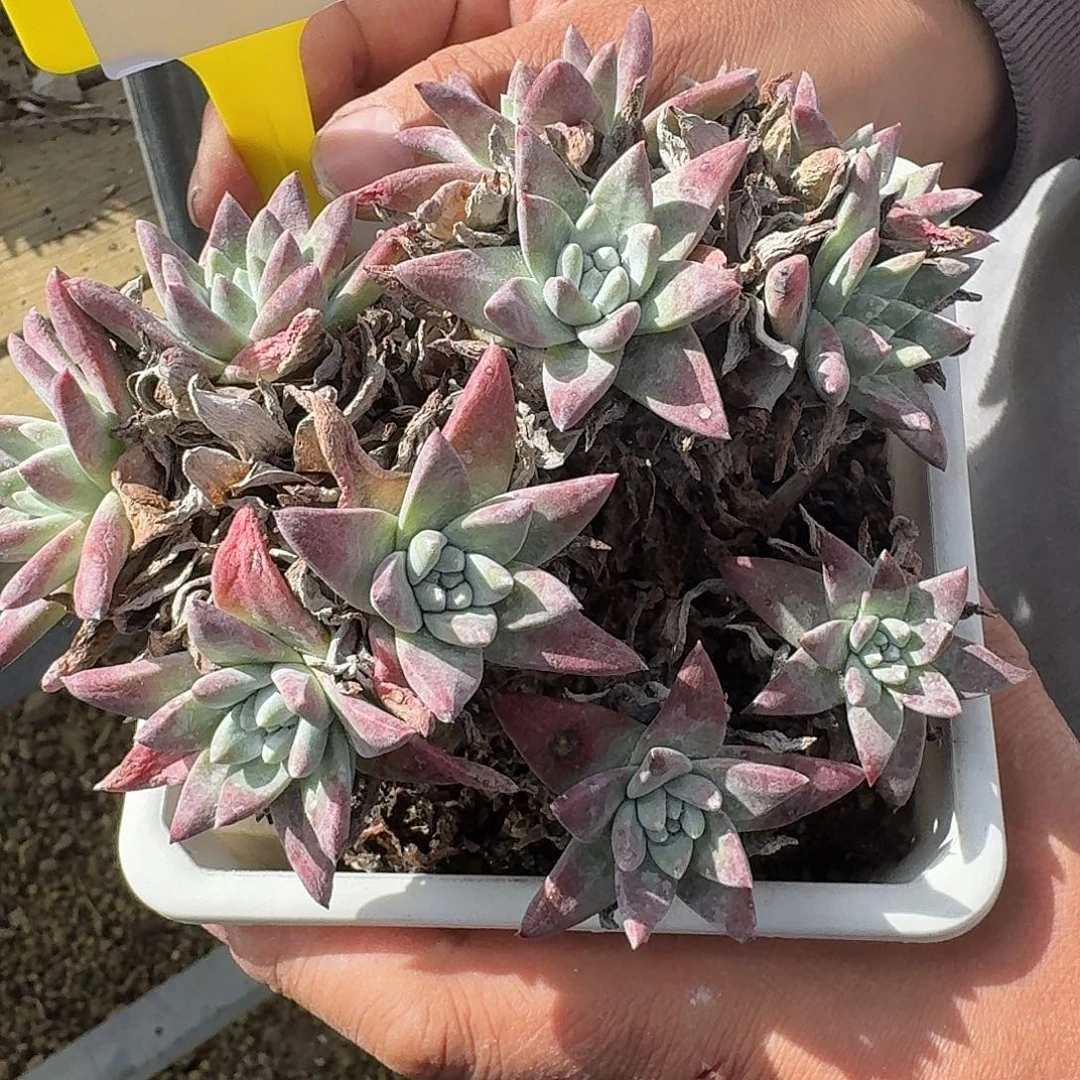 啾***店多肉植物仙女杯1216115