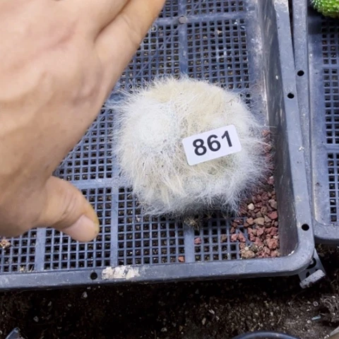 861雪缘玉翁一物一图如图