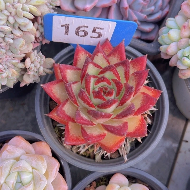 健健康康平平安安