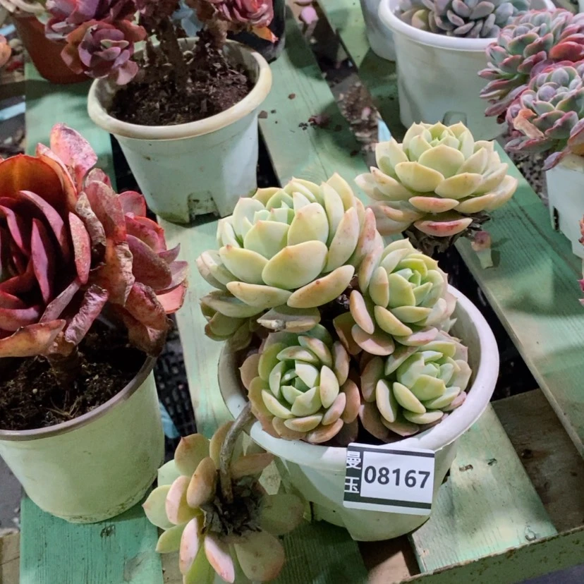 【闪购商品】岚****室恋曲08167