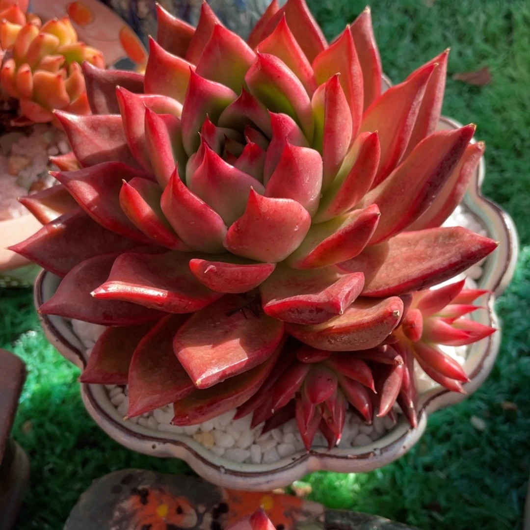 弗兰克多肉植物盆栽8