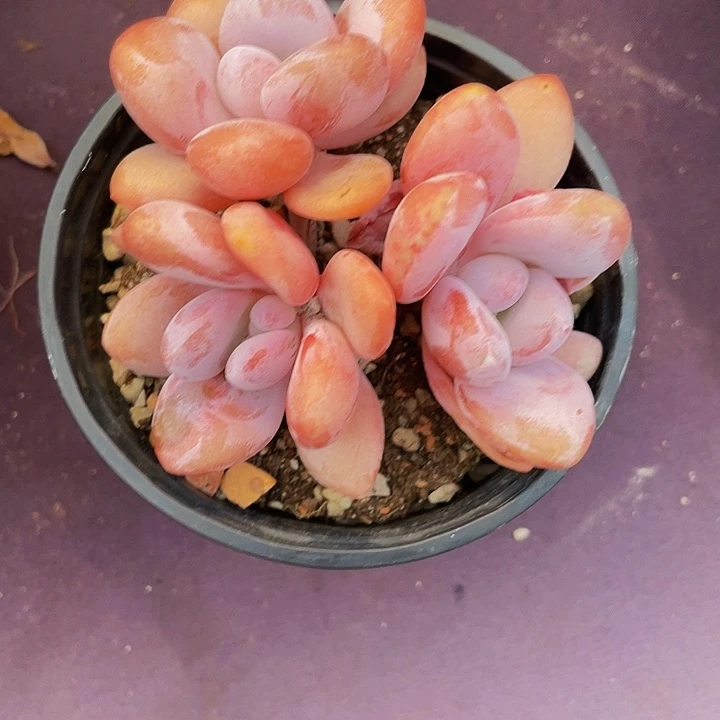 多肉多肉多肉多肉