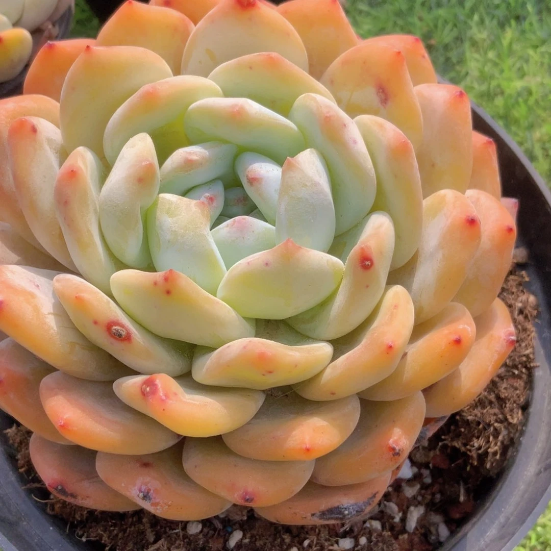 韩版冰橙2颗58不退不换