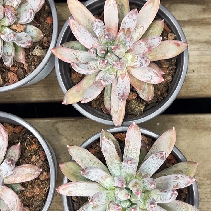 团026号。  单头炫彩星