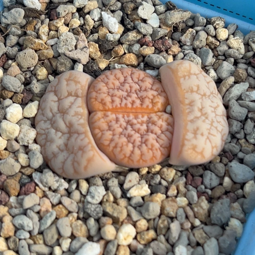 7571睫毛铁189一颗