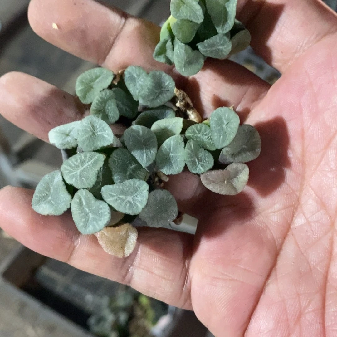 618 一颗实生空明湖万象小鼻嘎 超级福利