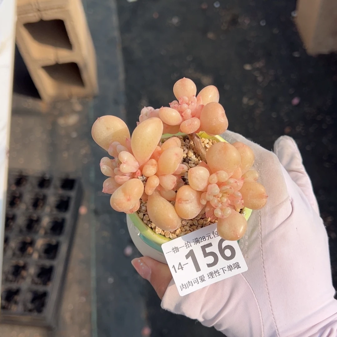 艾尔盖茨多多肉多肉多肉多肉