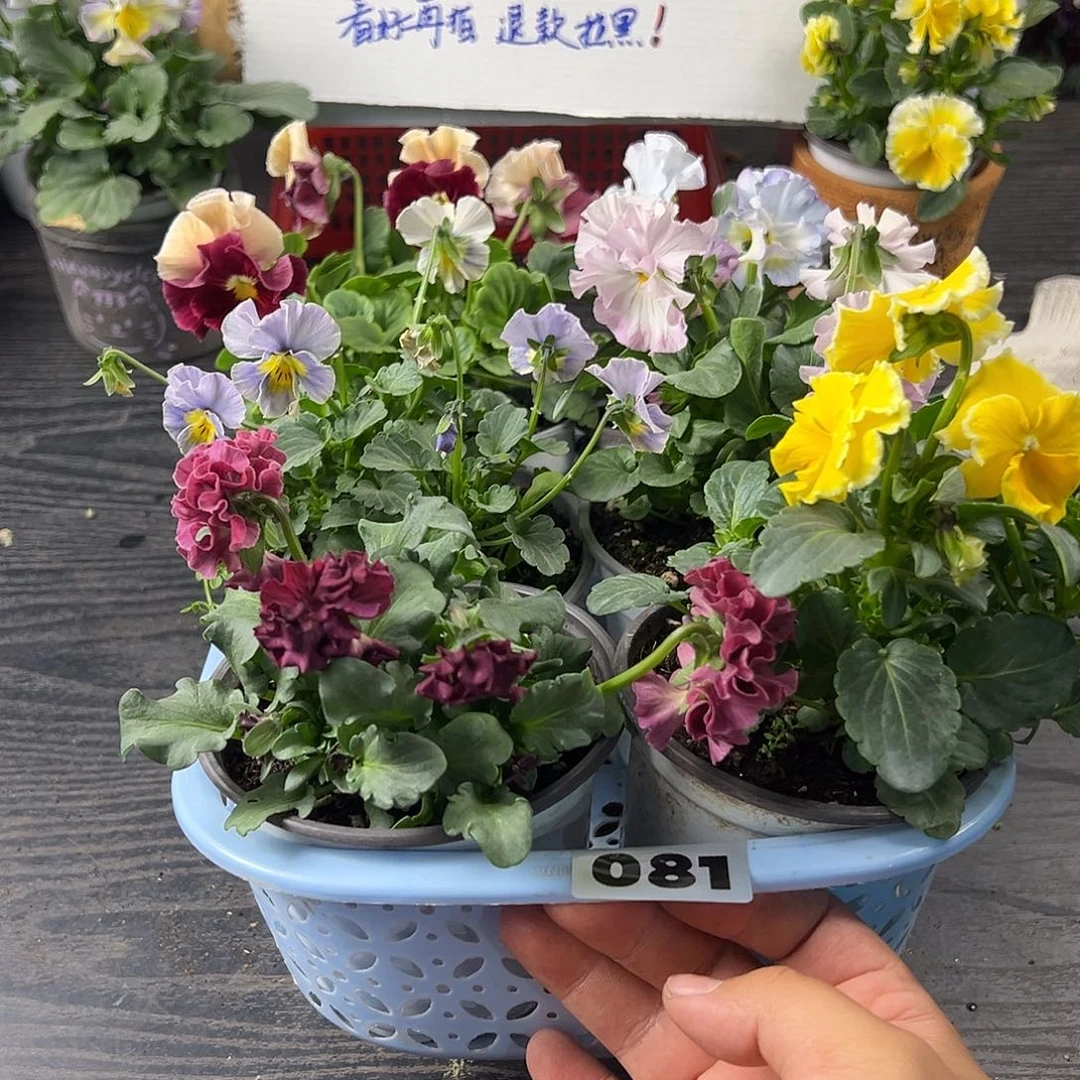 大部分花苞少量开放081号