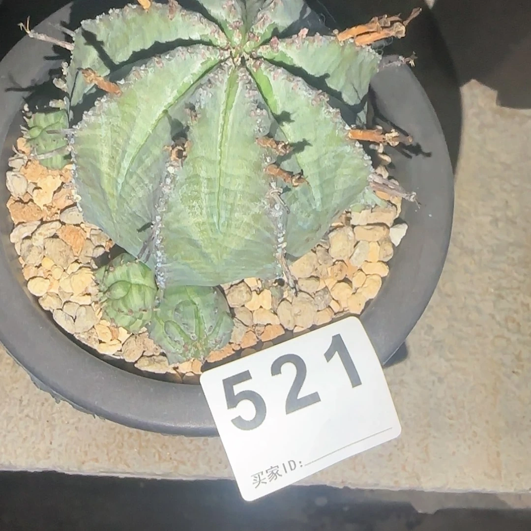 【闪购商品】帝*块根植物布纹球