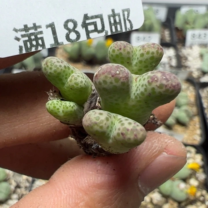 【闪购商品】 852。