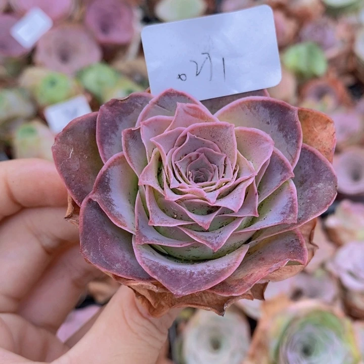 山地玫瑰新品紫悦0271