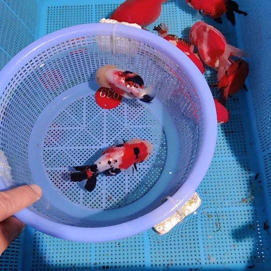 金鱼039兰寿两只特价顺丰包邮