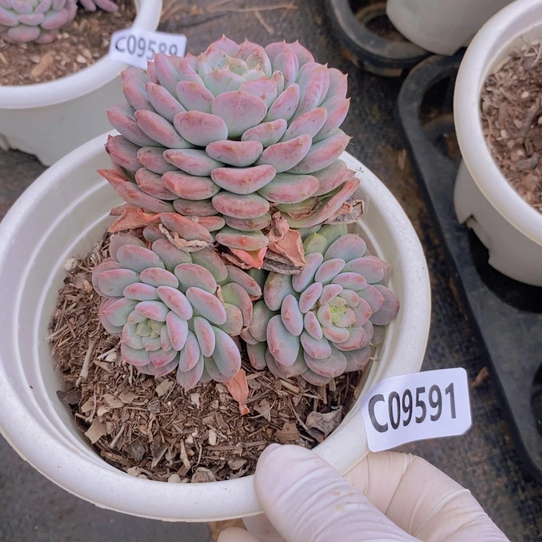 9591玛瑙一物一拍
