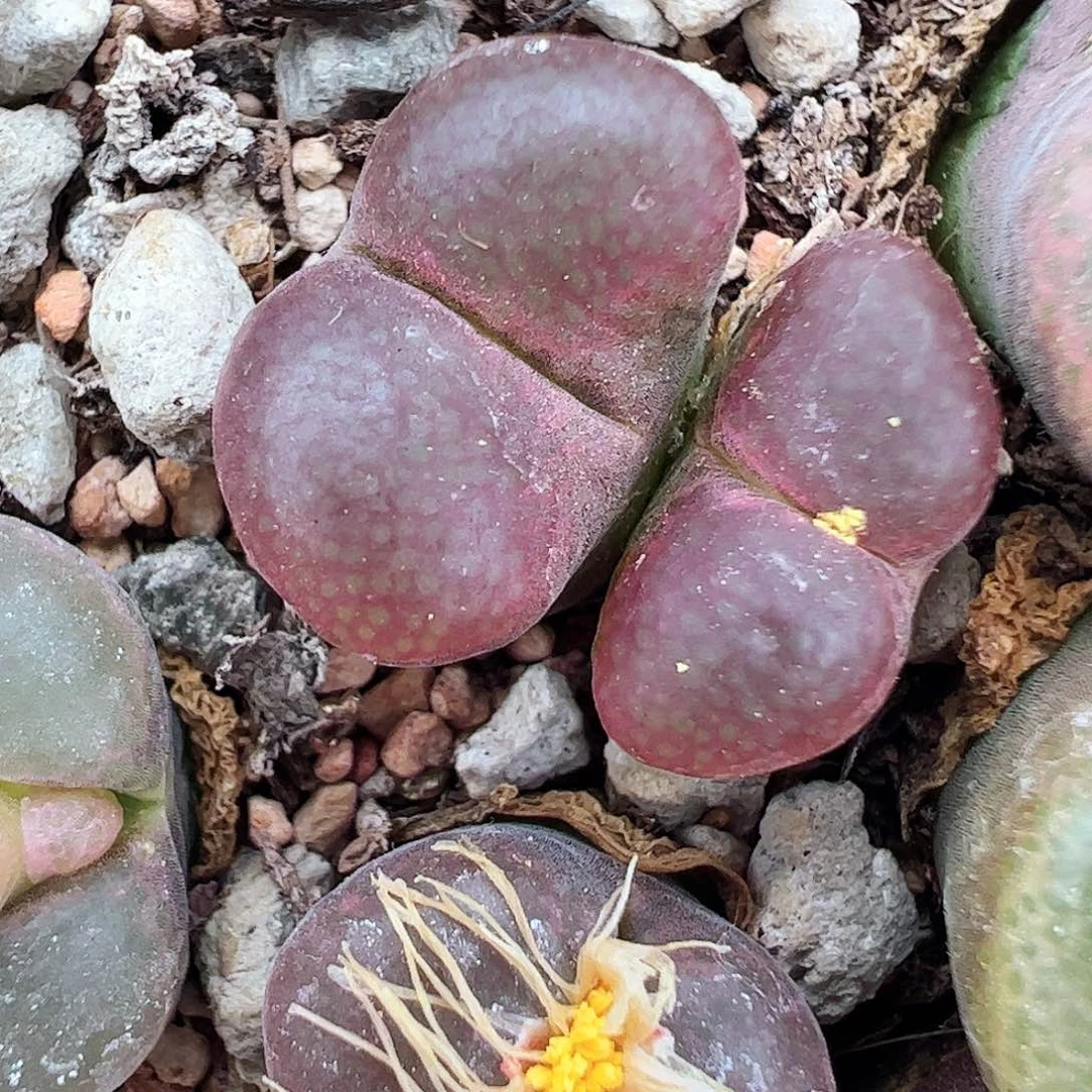 无花朵红宝石一颗包邮