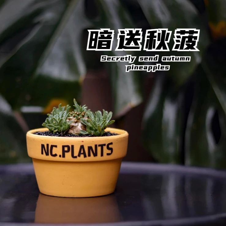 【NC.PLANTS 暗送秋菠】加热包发货 | 群生峨眉山新品福利｜成品