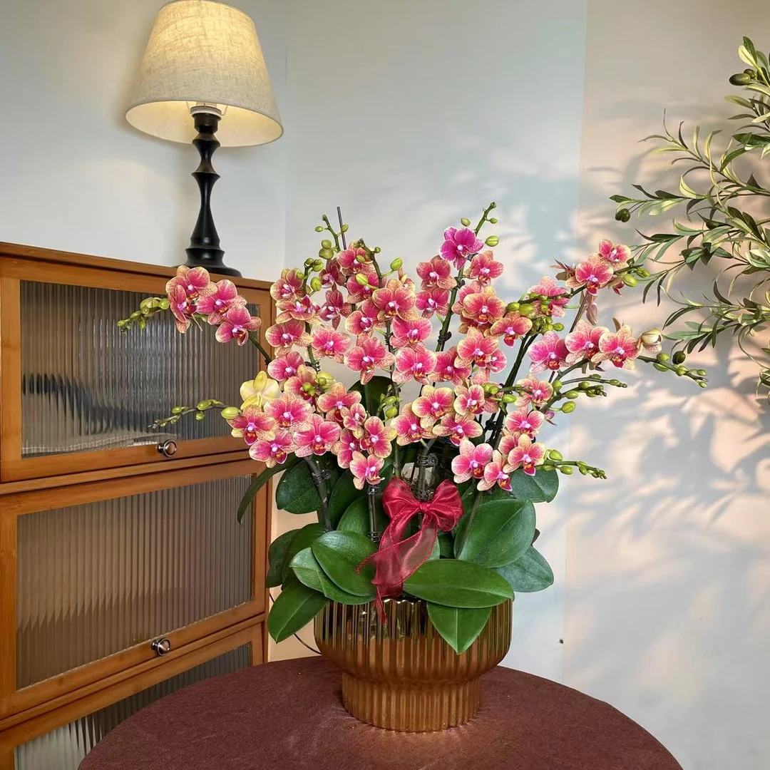 【金蝶-蝴蝶兰】轻奢 中式 禅意 绿植盆栽 送礼装饰 年宵花