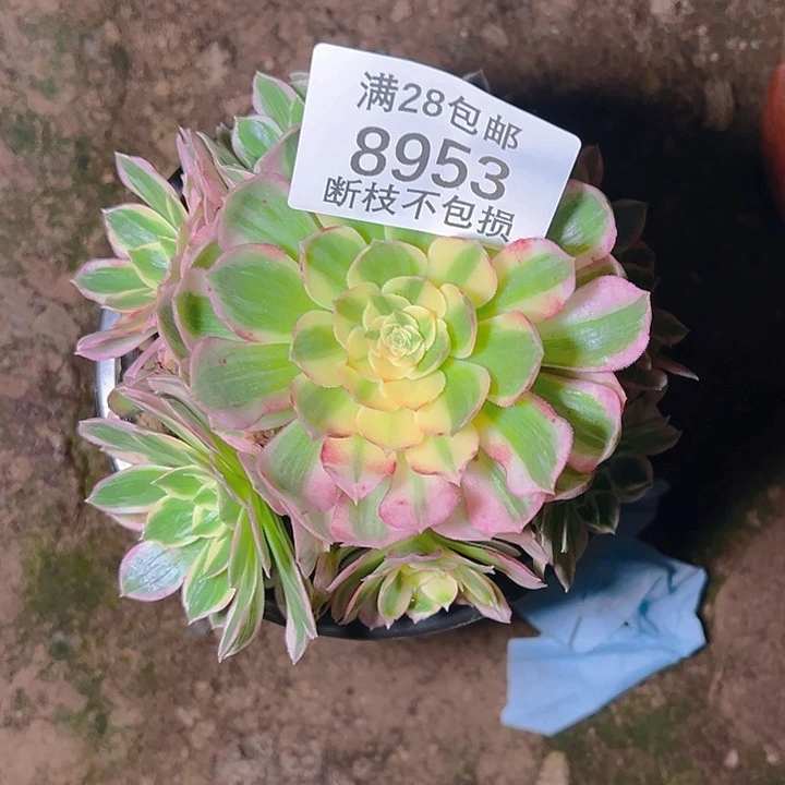 8953海仙多肉植物