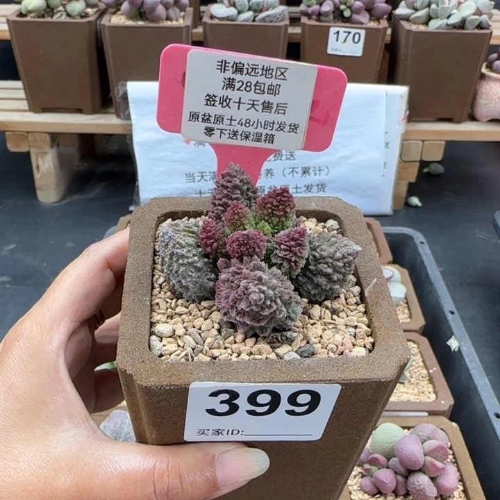 399朱紫玉多肉植物微瑕