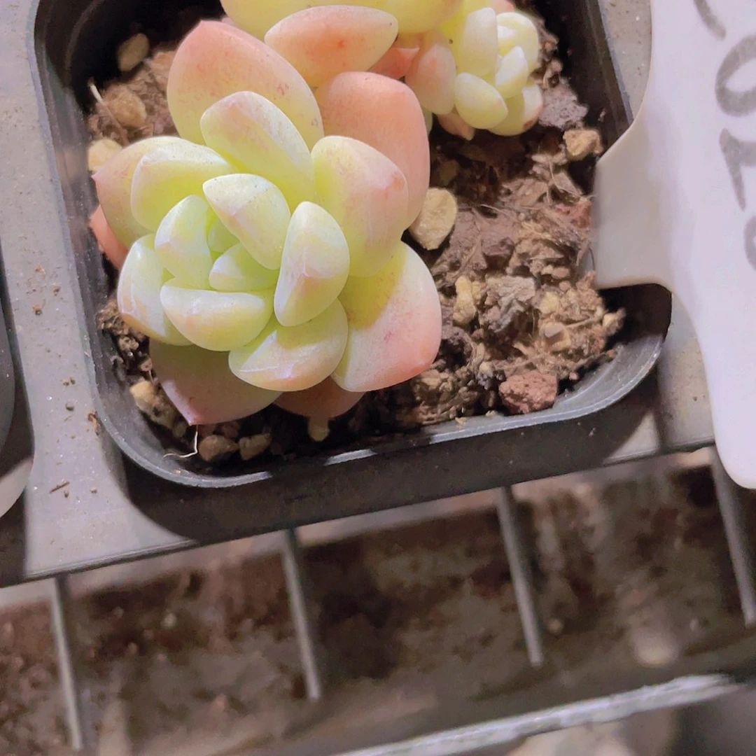 何*宸冰玉e028一物一拍