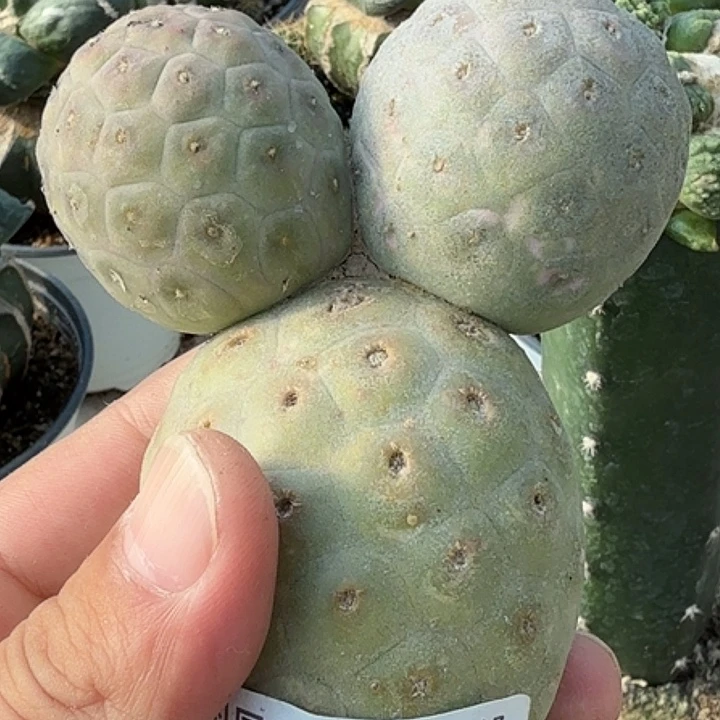 无花朵米奇大型无刺237