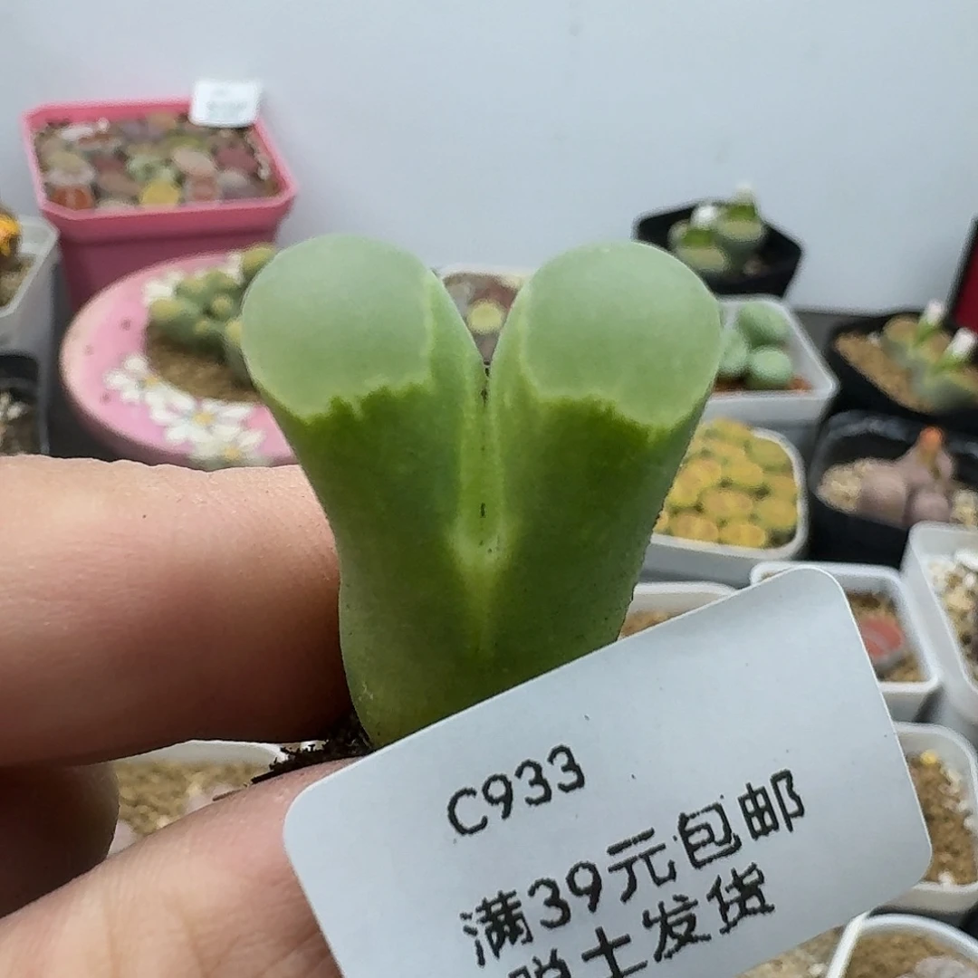 933多肉哈哈哈哈哈哈哈