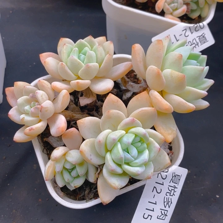 夏悦多肉0212-115冷香