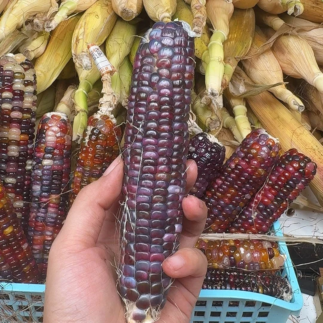 h***i梦之城文玩玉米碰碰