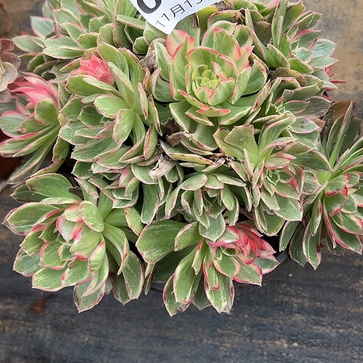 11.15-6万花筒多肉植物1