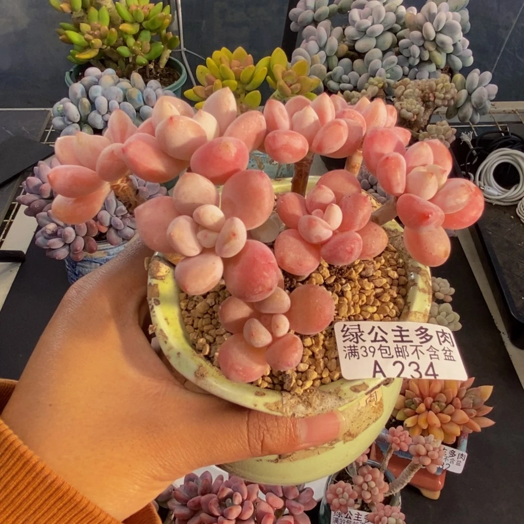 234樱花洛神多肉8c m