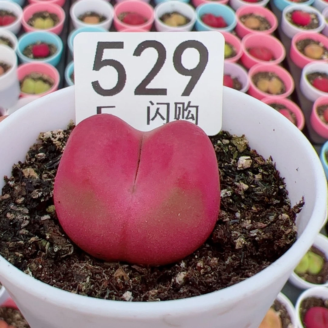 小***粉我很喜欢这个F529