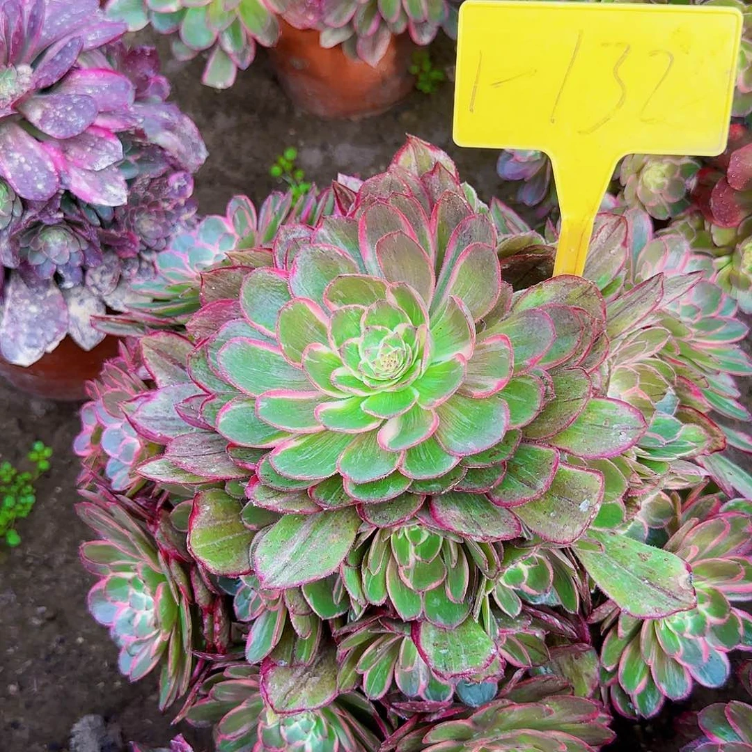 1-132---多头多肉植物莲花座