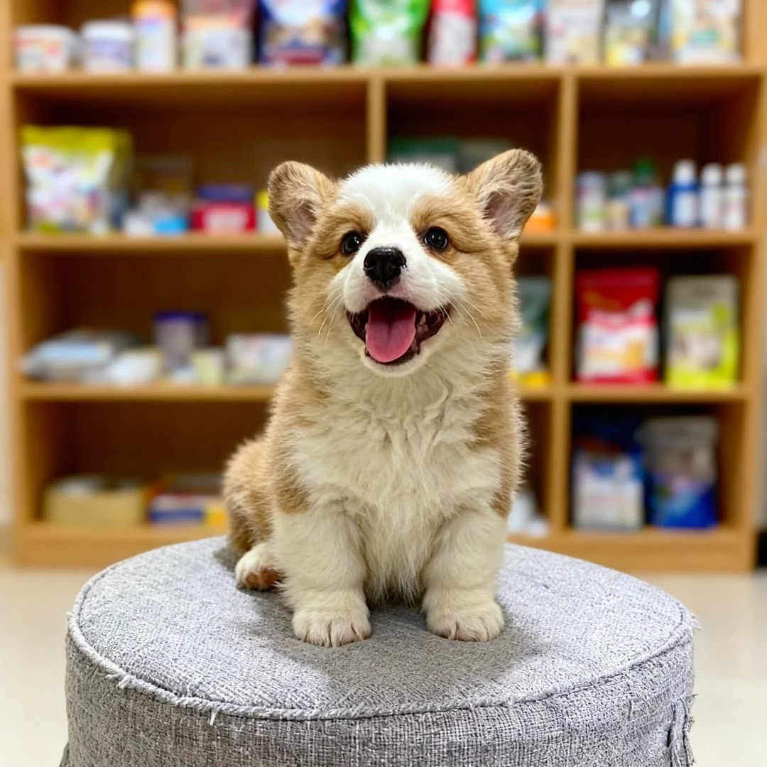柯基幼犬小狗狗犬黄白狗伴侣犬黑威尔士活物两色家庭活泼帅气可
