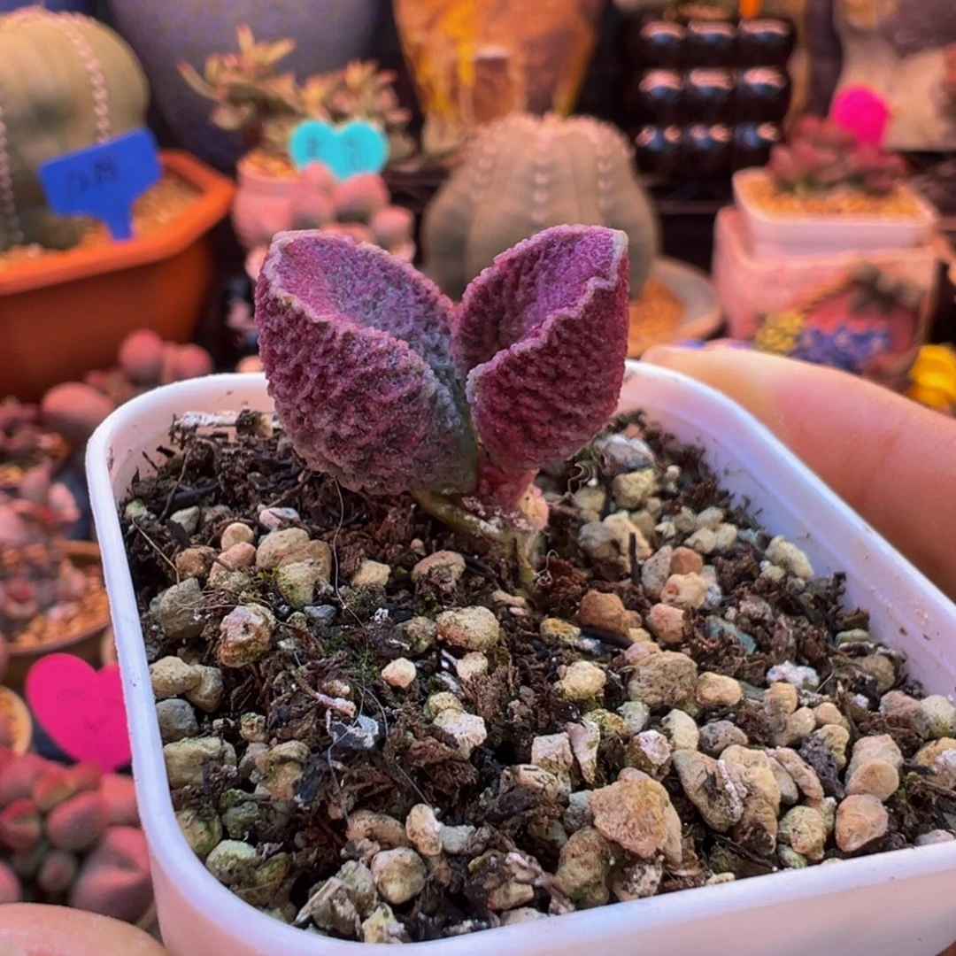 一物一拍，感谢支持