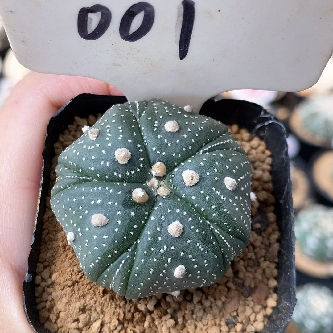 001五愣复愣福利来